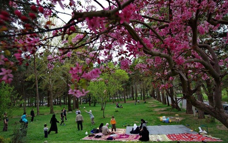 سوزاندن درخت و تهیه چوب و هیزم و ذغال از منابع ملی، ممنوع است/ حبس تا يك سال برای روشن كردن آتش در تنه درخت