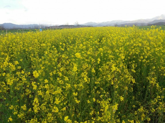 از طبیعت گردی کرمانی ها تا رنگین کمان سیزده+ تصاویر
