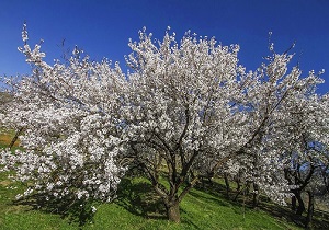 قمی‌ها سیزده خود را چگونه به‌در کردند