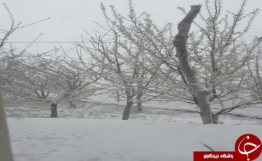 بهار زمستانی