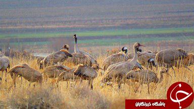 بازگشت درنا‌ها به دشت‌های منطقه ژرف
