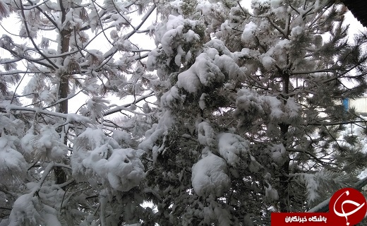 طبیعت برفی زنجان+ تصاویر