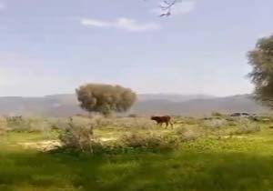 طبیعت سرسبز و آرام‌بخش در مهروئیه + فیلم