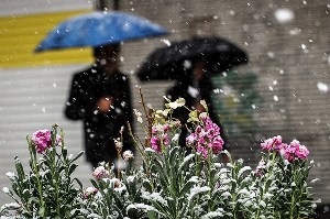 بهار برفی در زنجان
