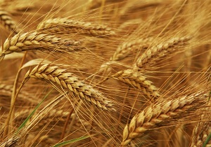 خریداری 600 هزار تن گندم مازاد بر نیاز کشاورزان در استان اردبیل