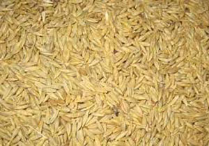 آغاز خرید تضمینی جو