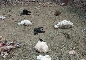 حمله پلنگ‌های گرسنه به یک روستا در خلخال