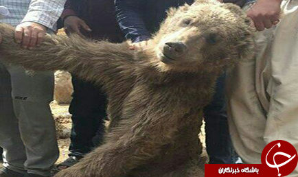 کشته شدن خرس قهوه ای با شلیک گلوله + تصاویر