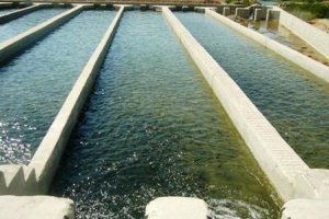 توزیع بچه ماهی برای استخرهای کشاورزی شهرستان شبستر