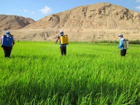 وقتی سن به پرواز در می آید