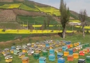 جبران خسارت سرمازدگی کلزای گلستان با زنبورداری توام