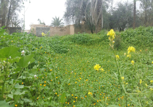 طبیعت زیبا و بهاری «اشکنان» + تصاویر