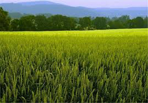 توصیه های پیش آگهی جهاد کشاورزی به کشاورزان گلستانی