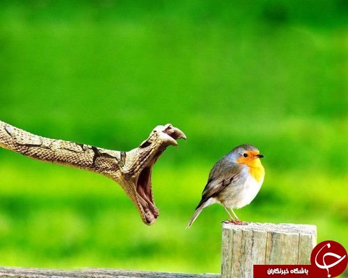 عکس&zwnj;های زیبا و دیدنی از دنیای حیوانات