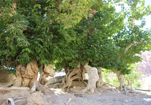 ثبت 4 اثر طبیعی استان در فهرست آثار ملی