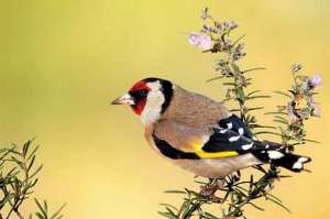 رها سازی 5 سهره در آستارا