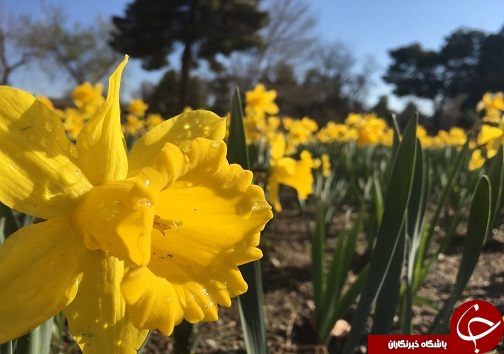 جشنواره گل های لاله
