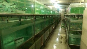 صادرات 595 هزار دلاری ماهی زینتی از استان مرکزی