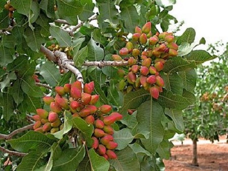 توزیع 60 هزار اصله نهال پسته برای اولین بار در استان اردبیل