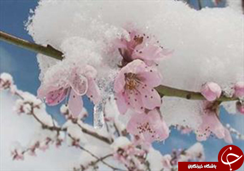 از خسارت میلیونی تگرگ تا خودکشی 3 شهروند