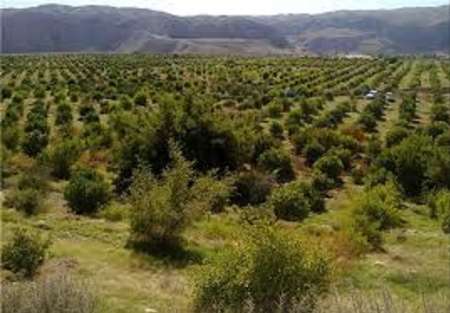 اختصاص 800 هکتار زمین برای ایجاد باغ