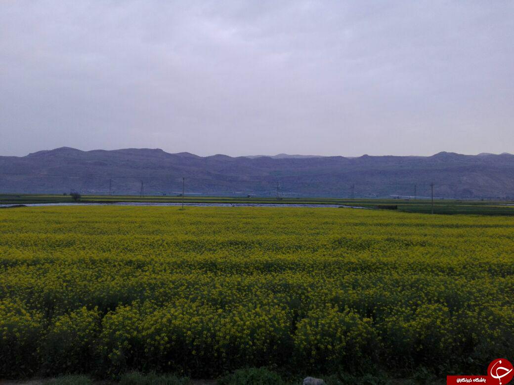 نمایی از طبیعت بهاری نورآباد + تصاویر