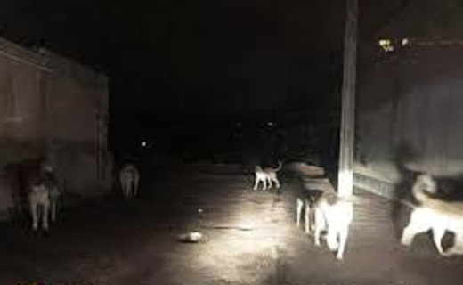 زوزه سگ های ولگرد لالایی شبانه کودکان شهر + فیلم