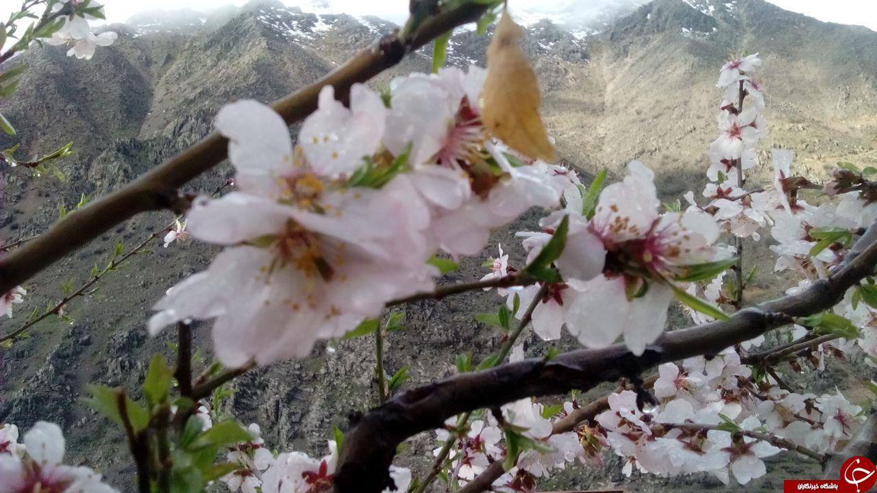 شکوفه های بهاری درختان بادام در قاب تصویر