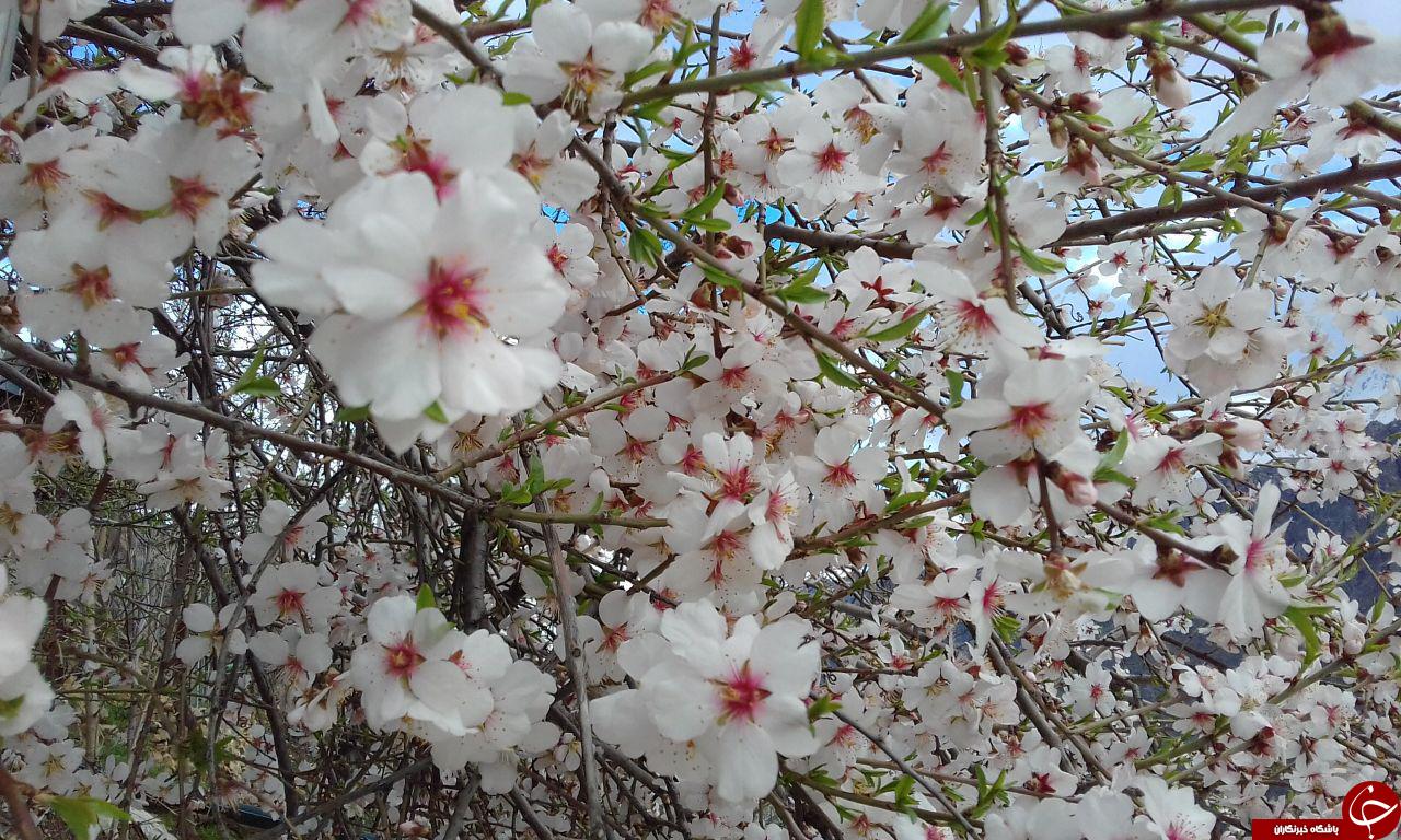 شکوفه های بهاری درختان بادام در قاب تصویر