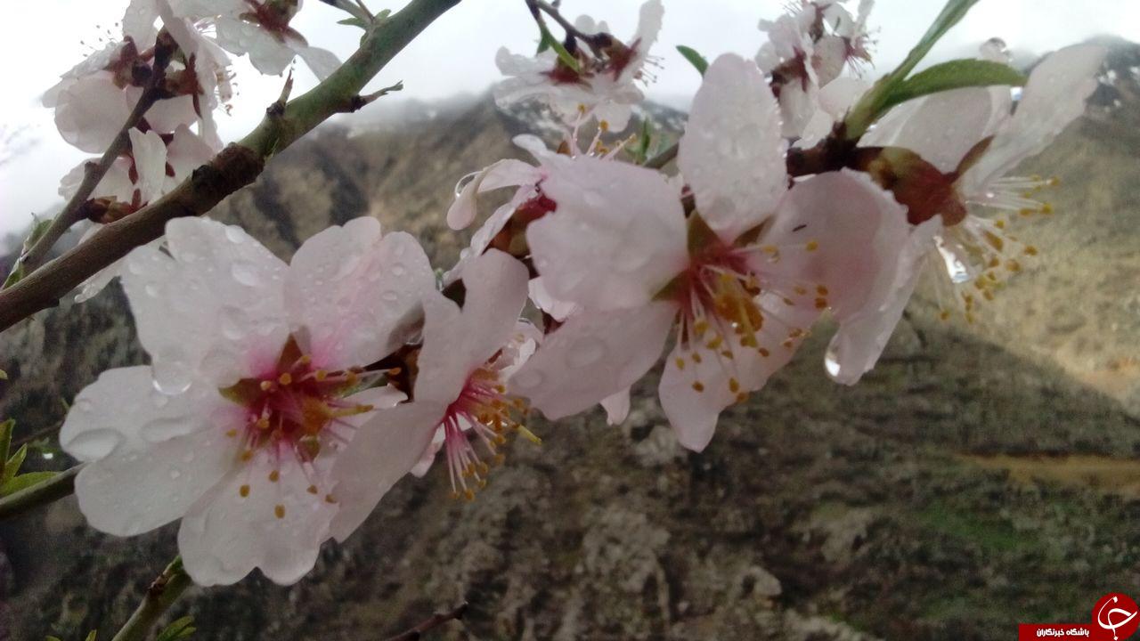 شکوفه های بهاری درختان بادام در قاب تصویر