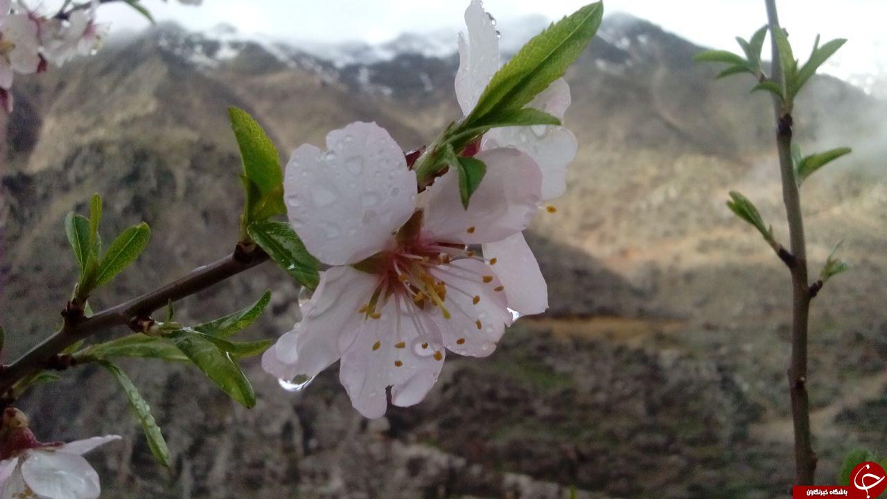 شکوفه های بهاری درختان بادام در قاب تصویر