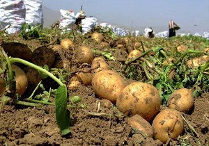 کشت سیب زمینی در ۷۶۰ هکتار از اراضی کشاورزی استان