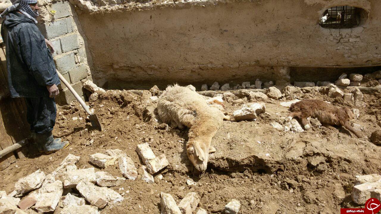 اعلام میزان تلفات دام ناشی از زلزله در خراسان رضوی