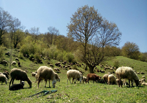 طبیعت بکر و زیبای منطقه گردشگری شورمست + تصاویر