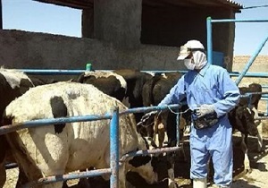 کاهش 75 درصدی ابتلاء به تب مالت در استان