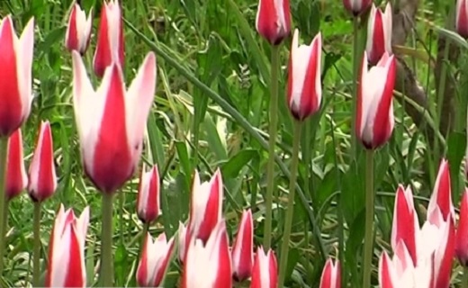 دشت لاله های خود جوش شرب العین +تصاویر