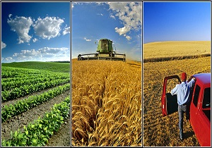 توزیع پرتقال های وارداتی در بازار به صلاح نیست /طلای سرخ به یغما رفت
