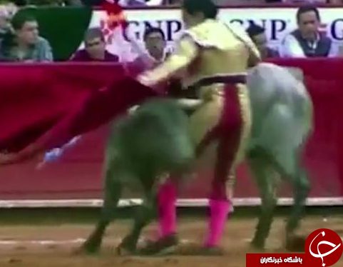 حمله مرگبار گاو خشمگین به گاوباز + تصاویر/ 18+