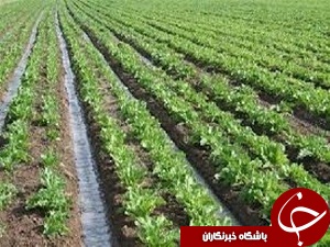 کشت نشائی ،صرفه جویی در آب