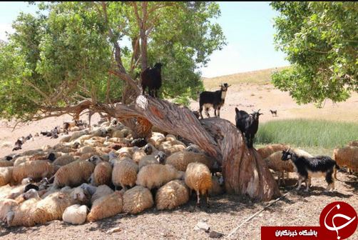 سفر طولانی بانوی انگلیسی به ایران با دوچرخه+ تصاویر