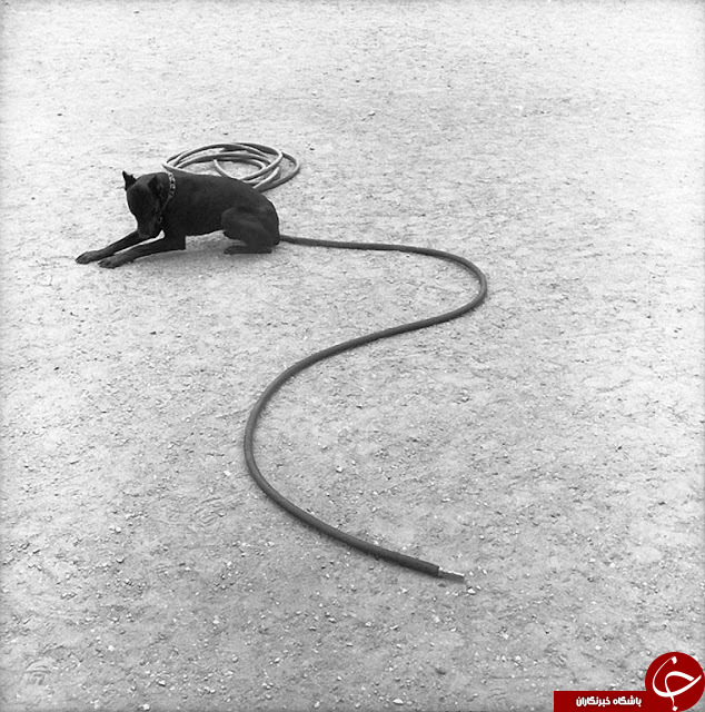 تصاویر طنزآمیز از خیابان های فرانسه در دهه 1950