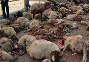 تلف شدن 40 راس دام در پلدختر بر اثر تصادف