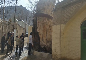 چنار تاریخی چندهزار ساله فردو + تصاویر