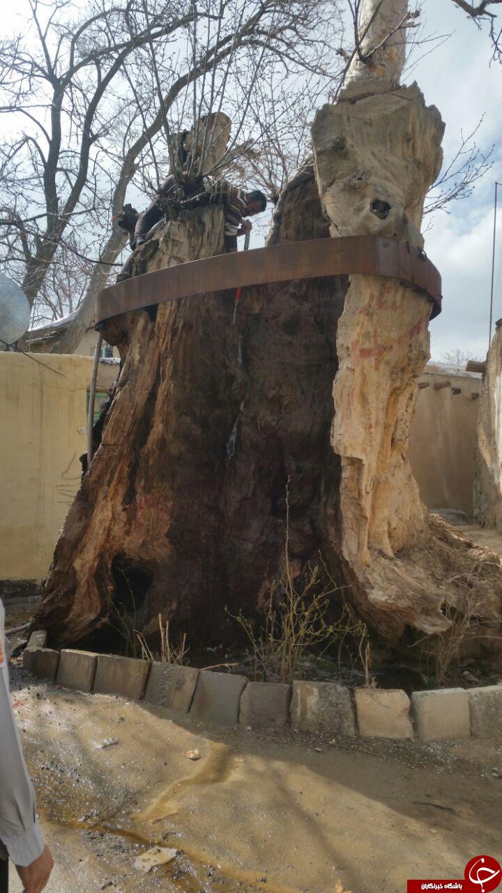 چنار تاریخی چندهزار ساله فردو + تصاویر
