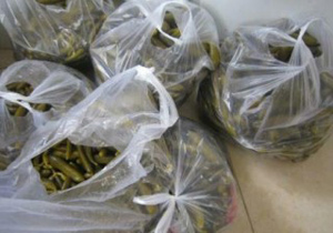 کشف 80 کیلوگرم خیارشور فاقد مجوز بهداشتی