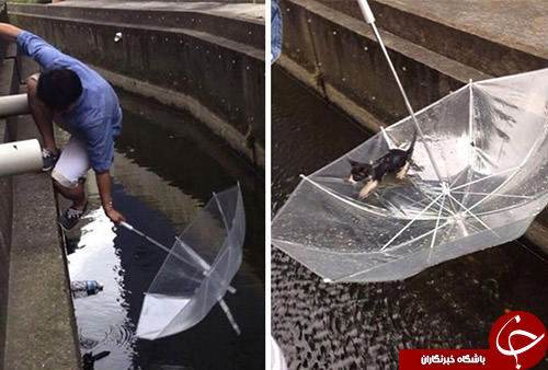 تصاویر زیبا و احساسی از لحظه کمک انسانها به حیوانات