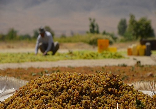 تعاونی باغداران تاکستان تنها خریدار کشمش تاکداران