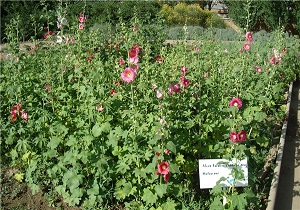 افزایش میزان کشت زعفران و گیاهان دارویی در استان اردبیل