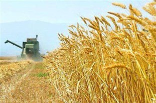 شهرستان دشتی پیشتاز در برداشت گندم آبی در کشور