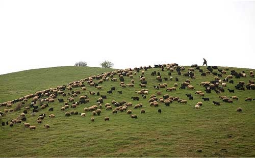 کشته شدن یک تن در درگیری بر سر چرای دام